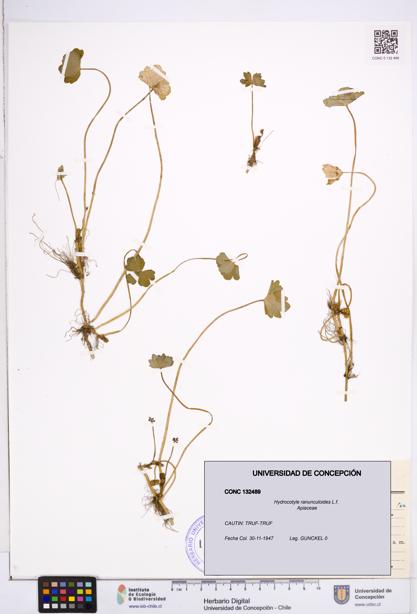 Hydrocotyle ranunculoides [Espécimen: ]