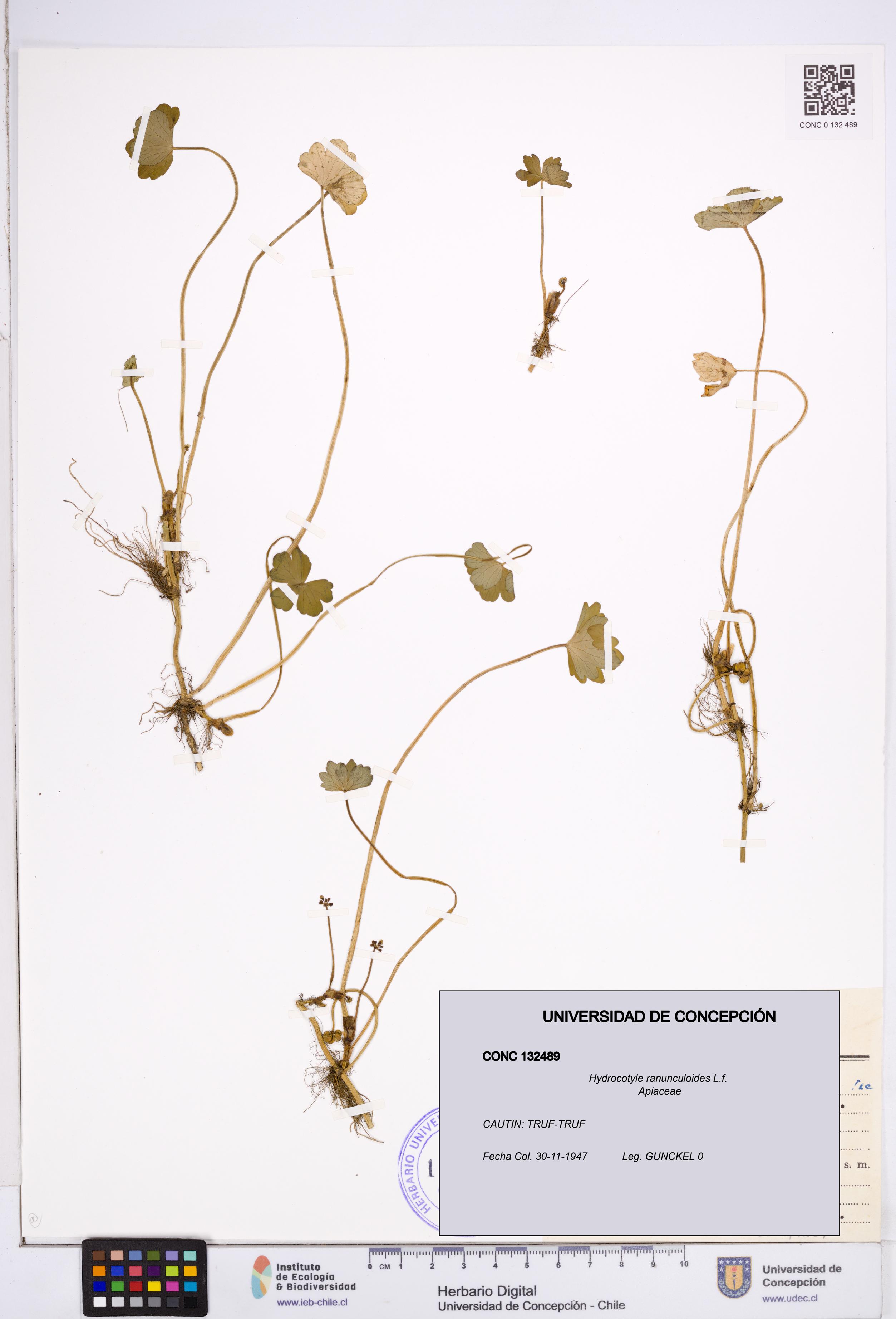 Hydrocotyle ranunculoides [Espécimen: ]