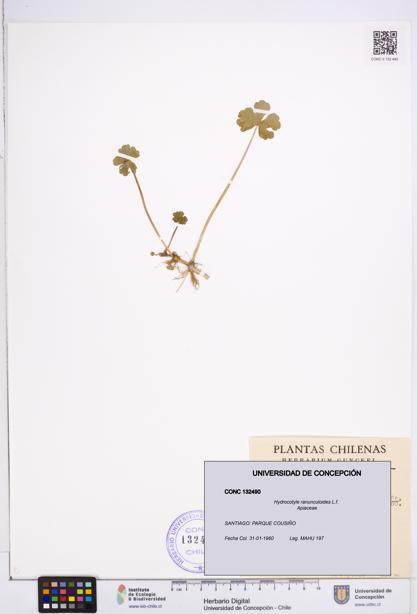 Hydrocotyle ranunculoides [Espécimen: ]