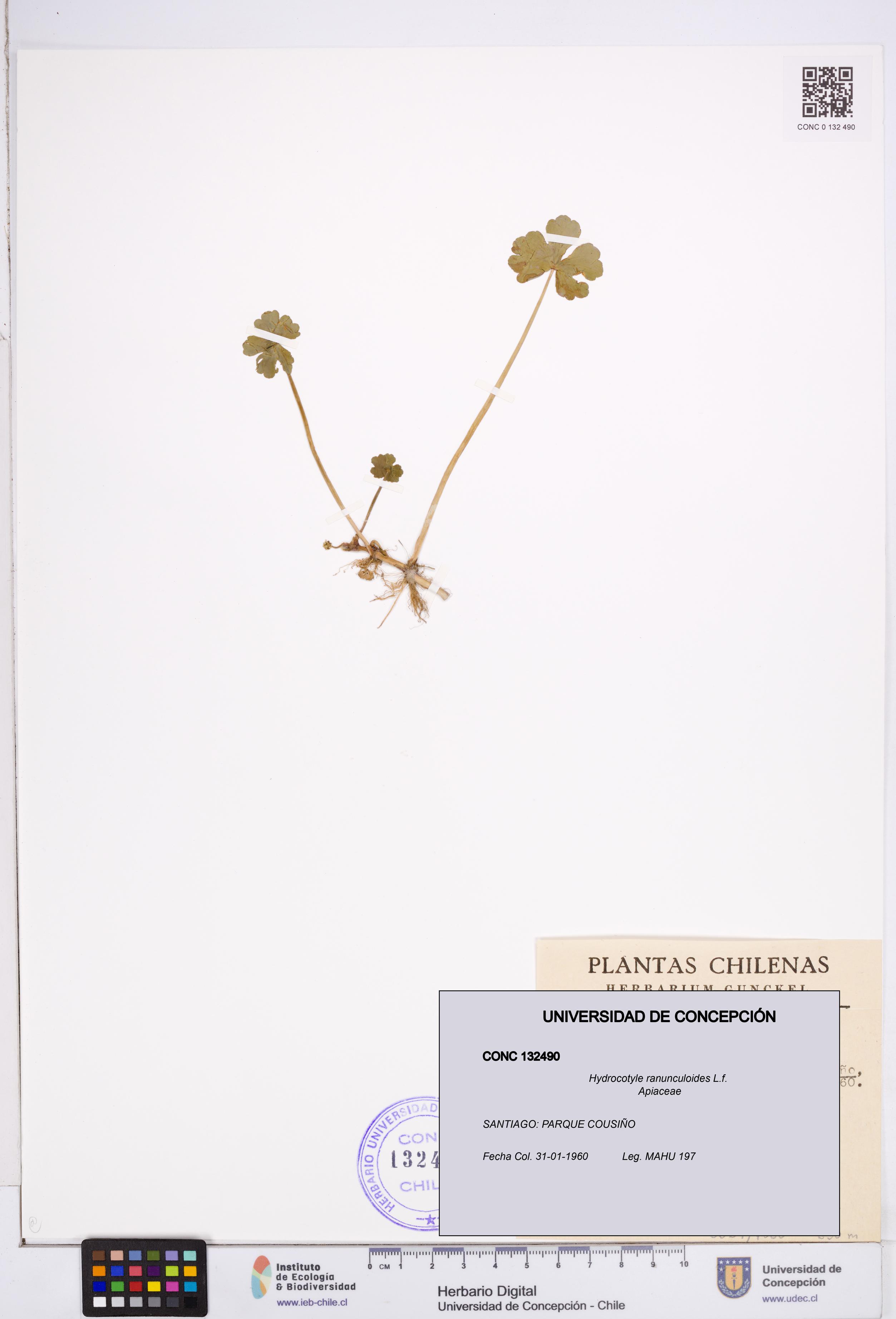 Hydrocotyle ranunculoides [Espécimen: ]