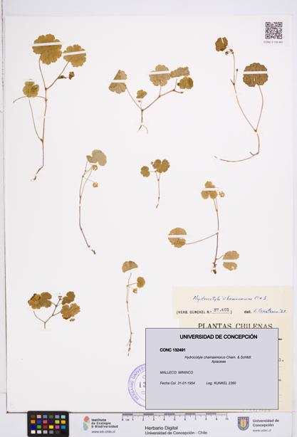 Hydrocotyle chamaemorus [Espécimen: ]