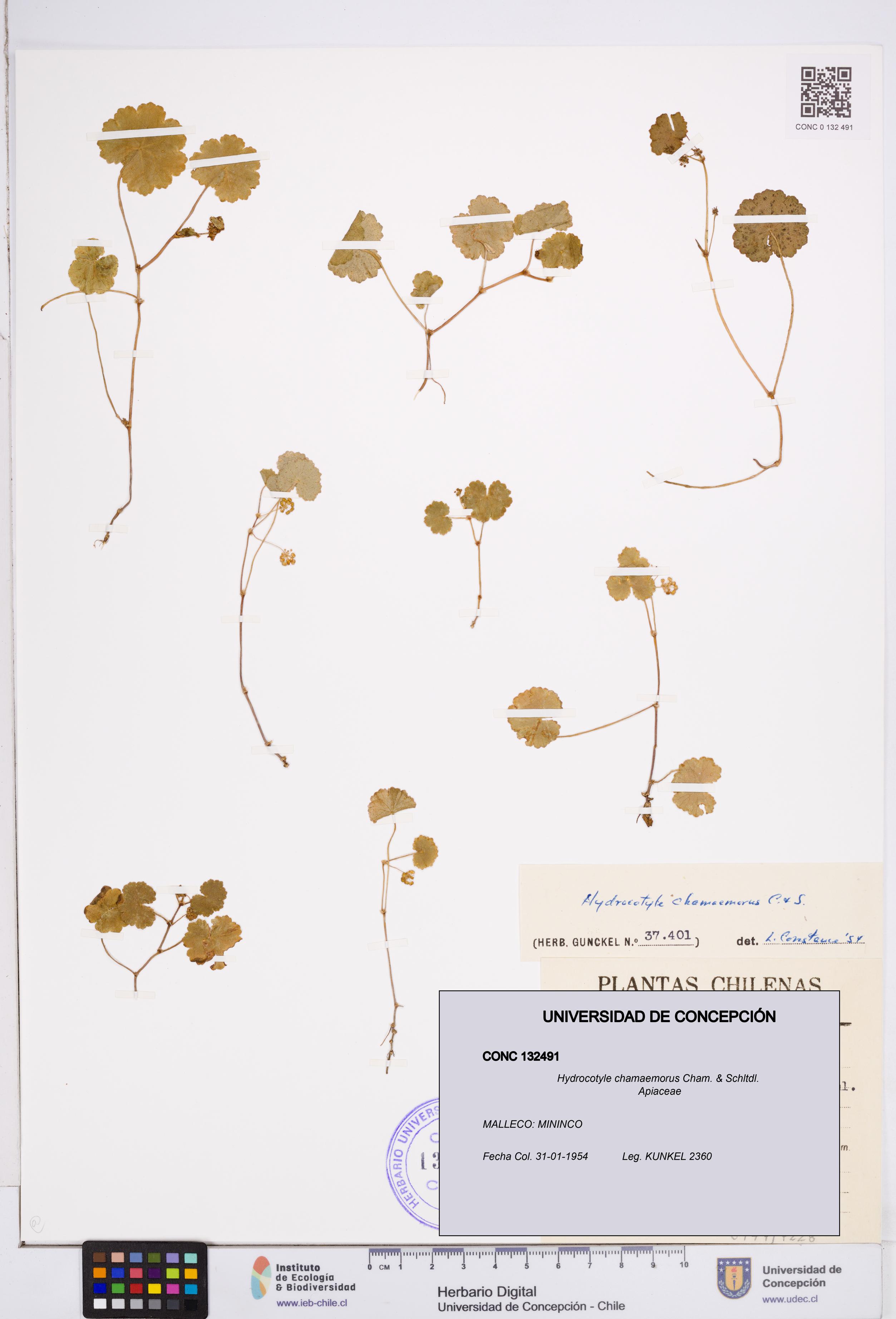 Hydrocotyle chamaemorus [Espécimen: ]