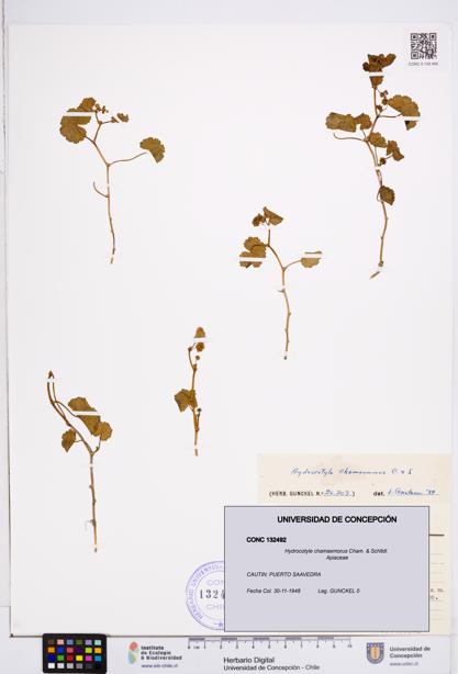 Hydrocotyle chamaemorus [Espécimen: ]