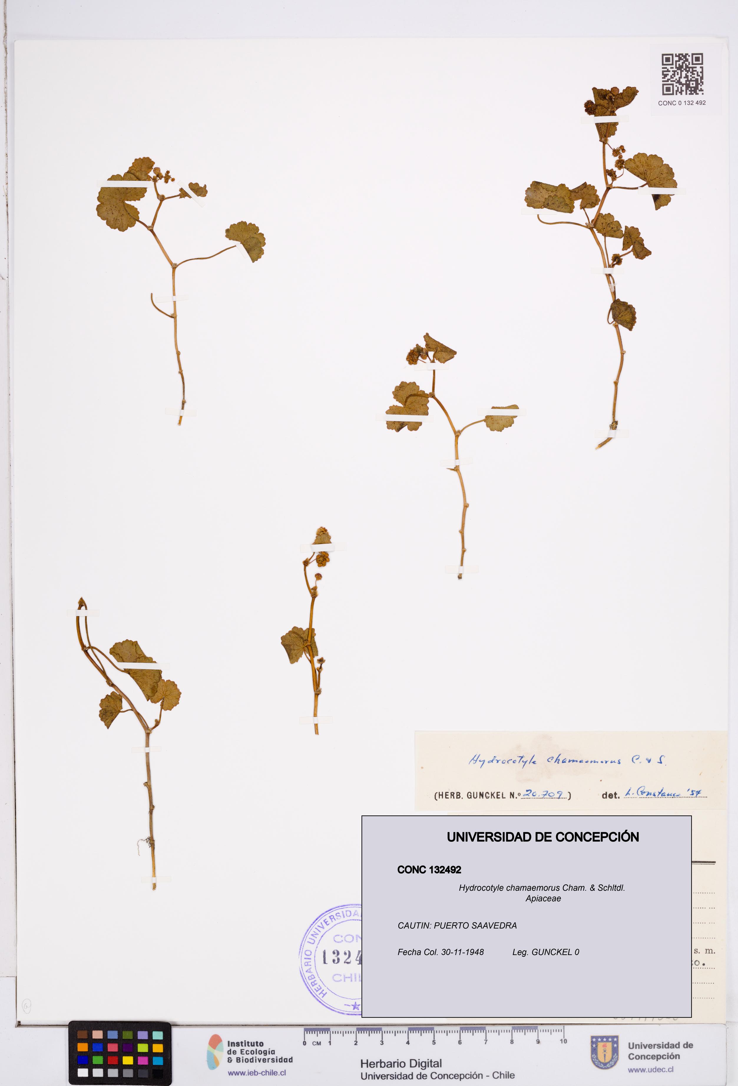 Hydrocotyle chamaemorus [Espécimen: ]