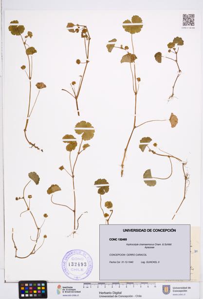 Hydrocotyle chamaemorus [Espécimen: ]