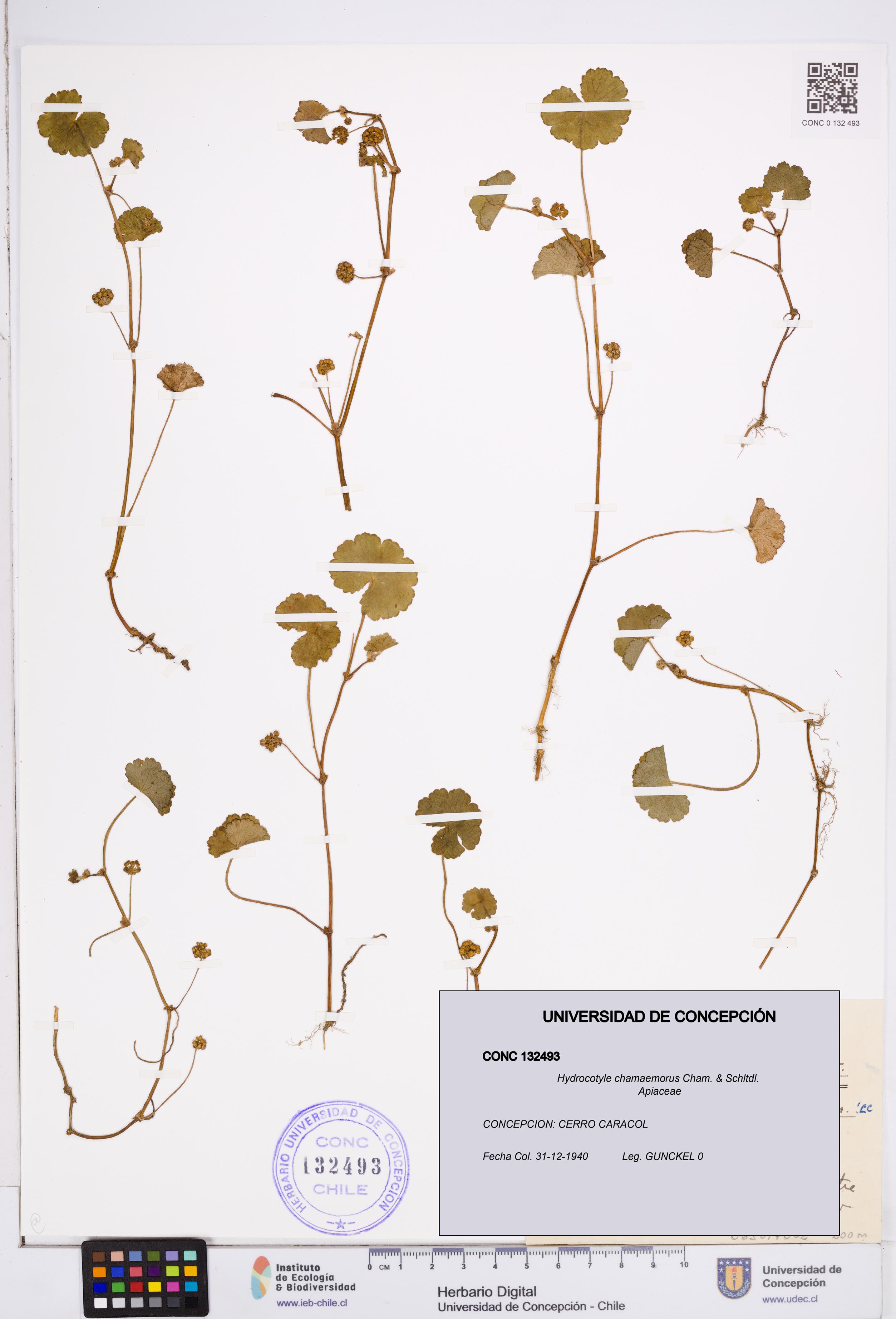 Hydrocotyle chamaemorus [Espécimen: ]