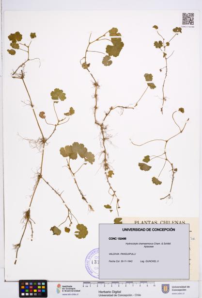 Hydrocotyle chamaemorus [Espécimen: ]