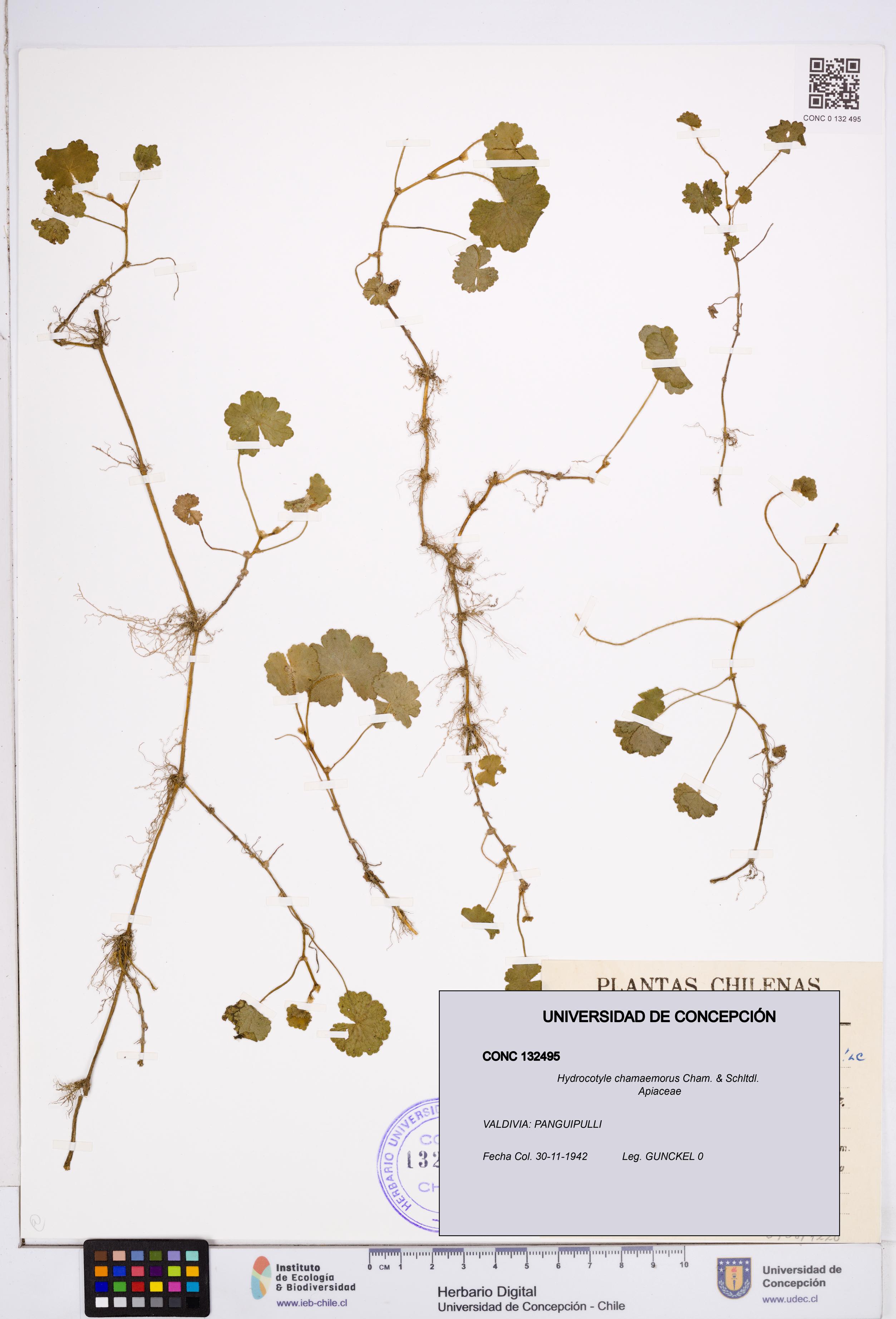 Hydrocotyle chamaemorus [Espécimen: ]