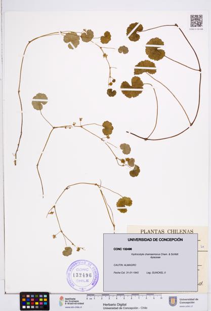 Hydrocotyle chamaemorus [Espécimen: ]