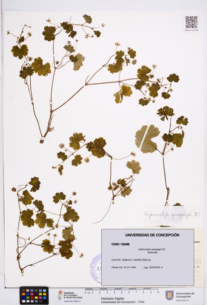 Hydrocotyle poeppigii [Espécimen: ]