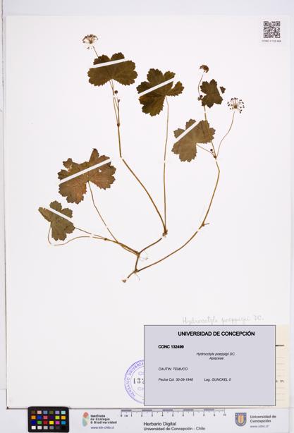 Hydrocotyle poeppigii [Espécimen: ]
