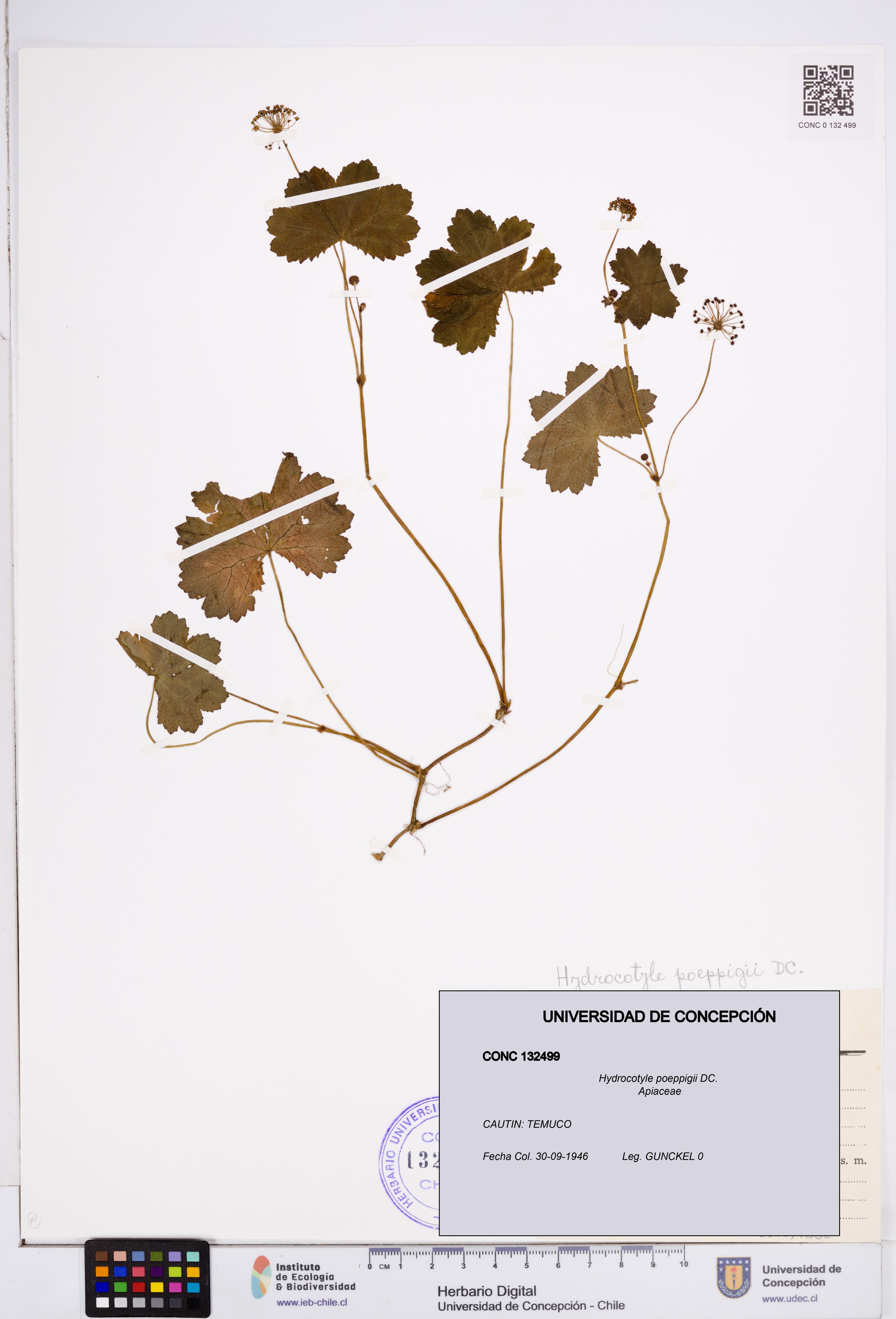 Hydrocotyle poeppigii [Espécimen: ]