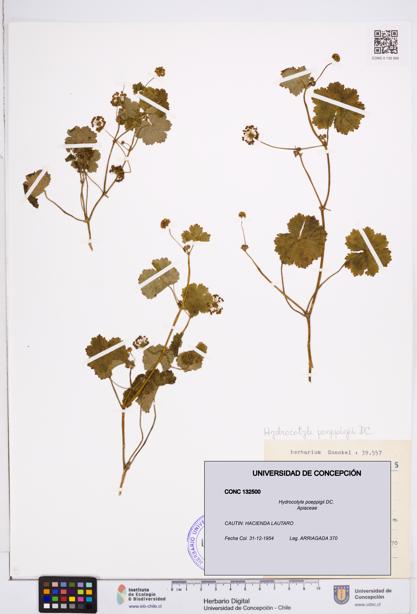 Hydrocotyle poeppigii [Espécimen: ]