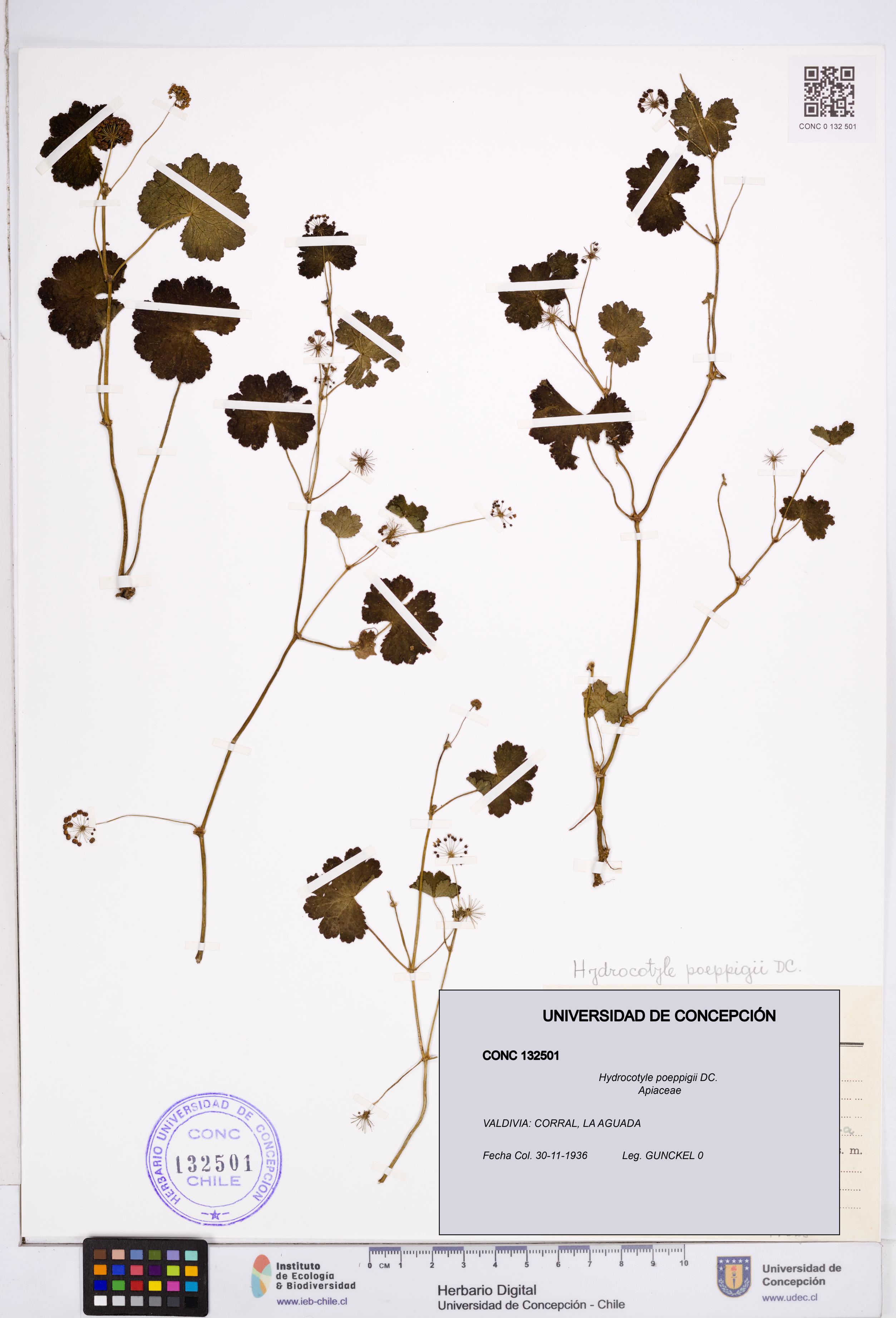 Hydrocotyle poeppigii [Espécimen: ]
