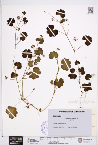 Hydrocotyle poeppigii [Espécimen: ]