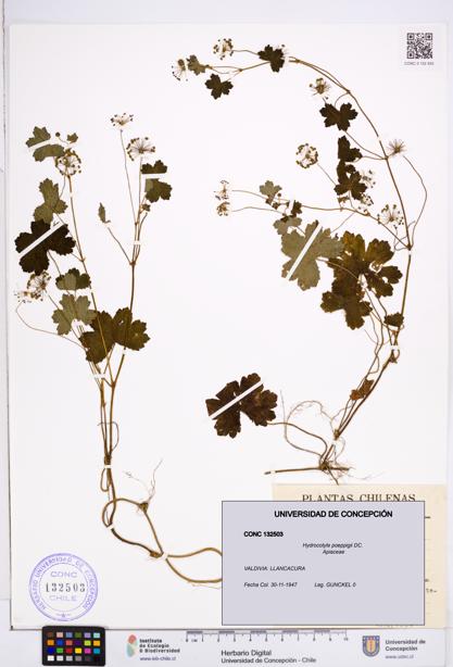 Hydrocotyle poeppigii [Espécimen: ]