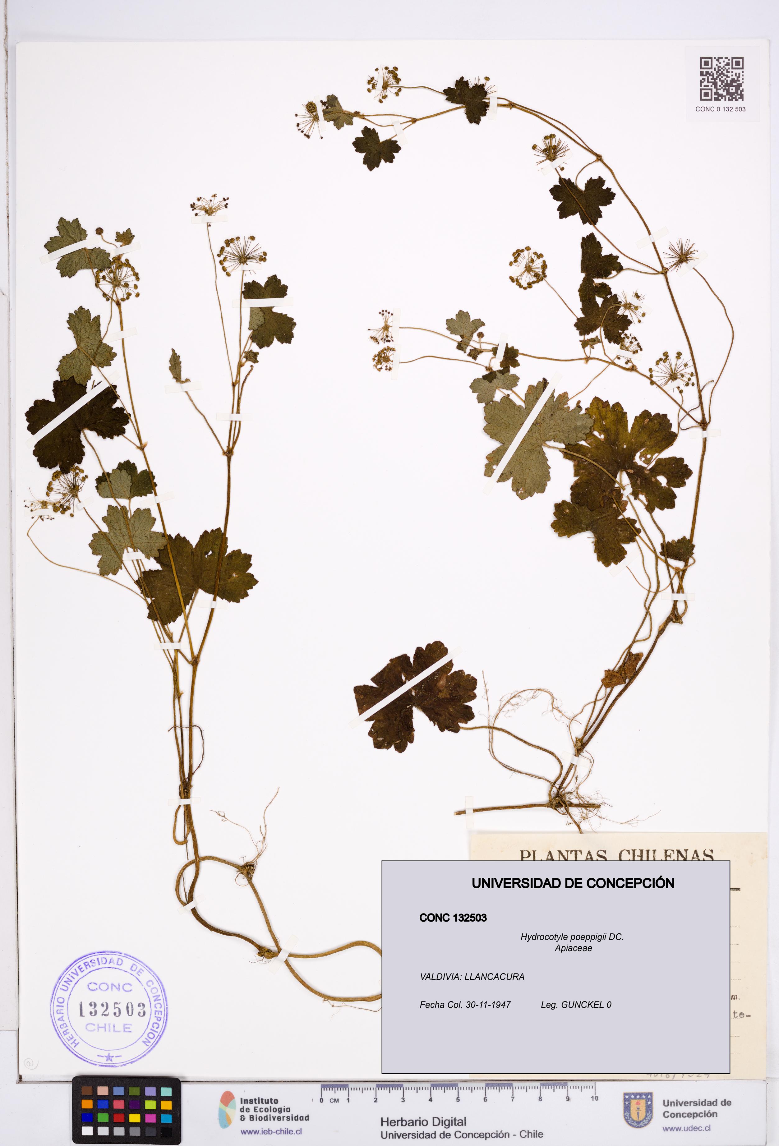 Hydrocotyle poeppigii [Espécimen: ]
