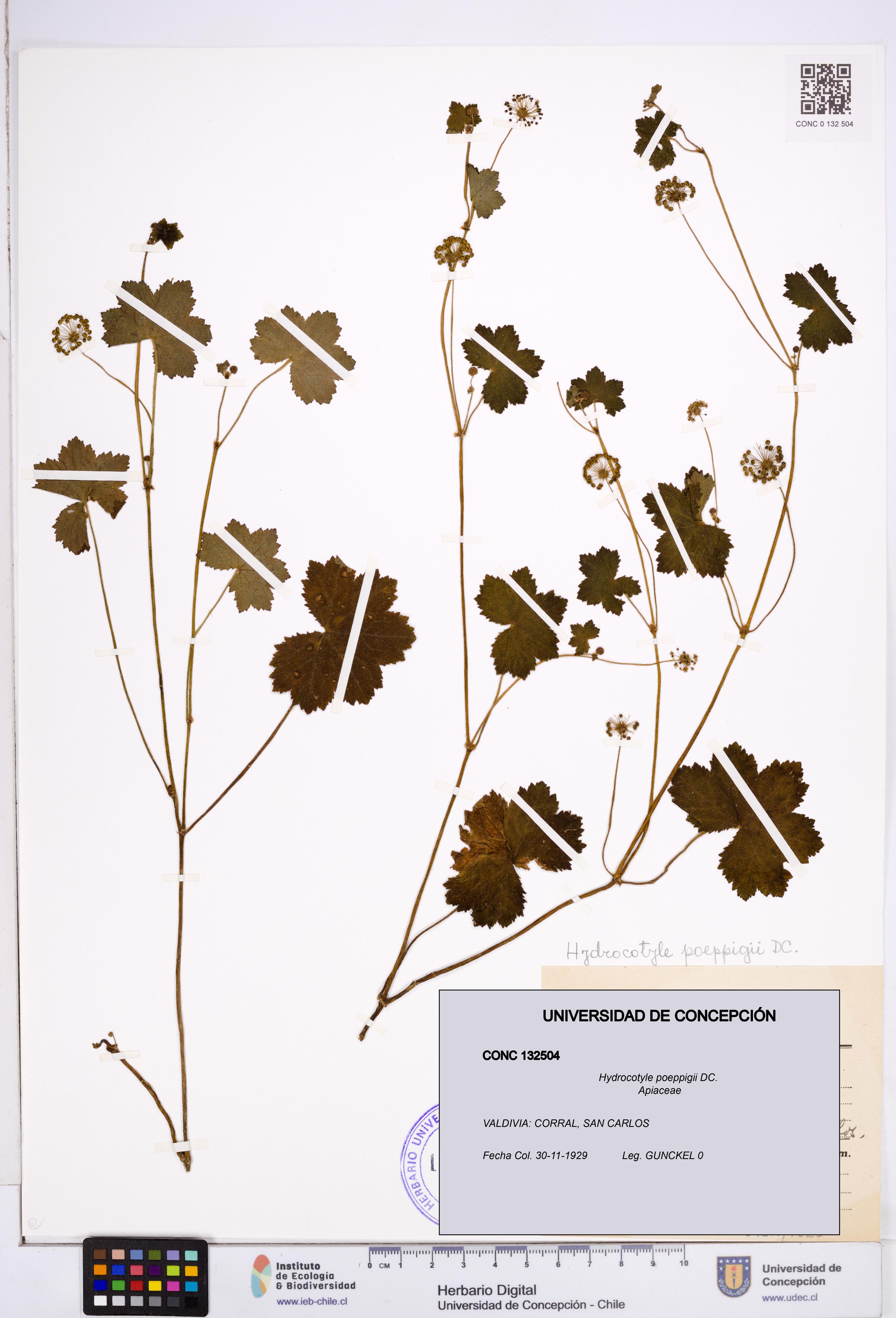 Hydrocotyle poeppigii [Espécimen: ]