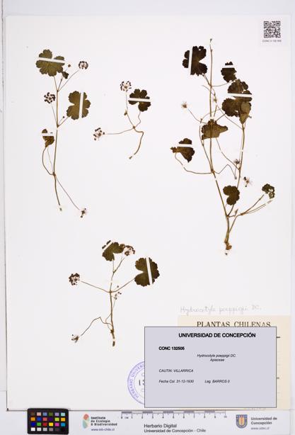Hydrocotyle poeppigii [Espécimen: ]