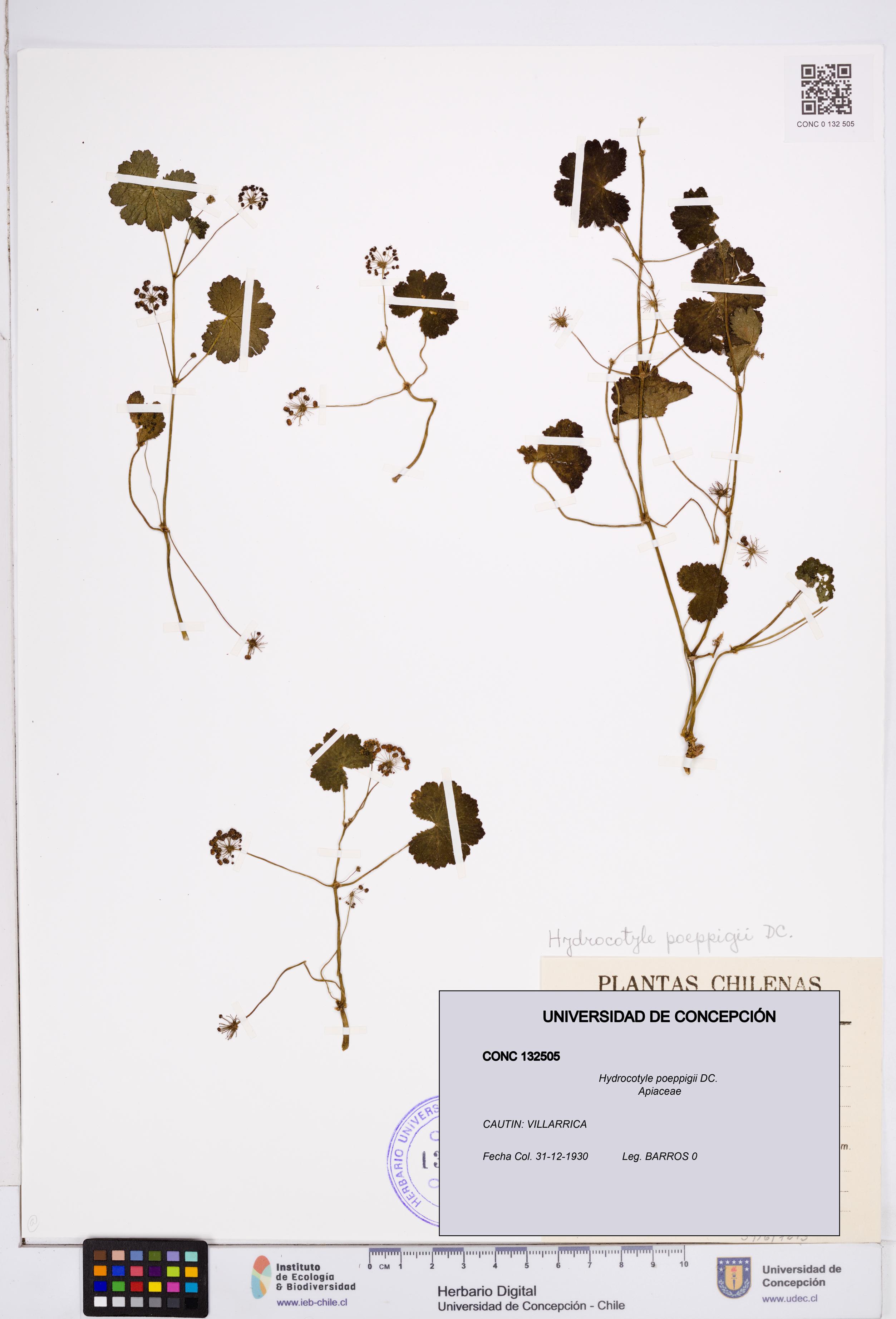Hydrocotyle poeppigii [Espécimen: ]
