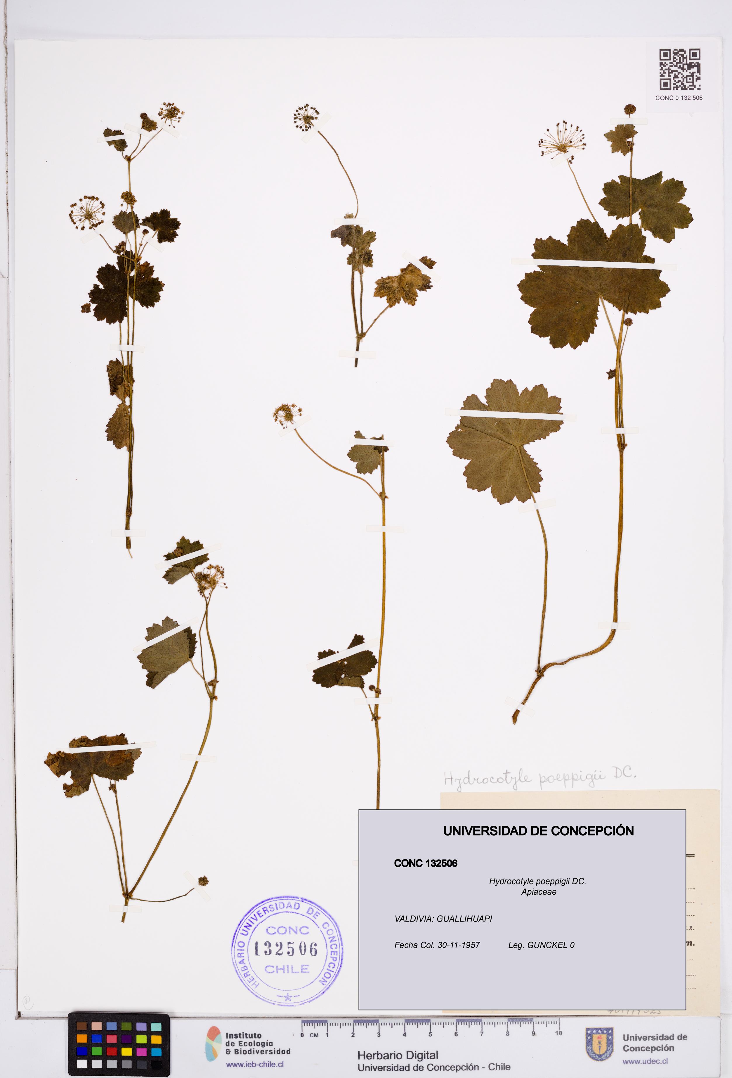 Hydrocotyle poeppigii [Espécimen: ]