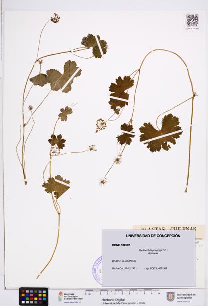 Hydrocotyle poeppigii [Espécimen: ]