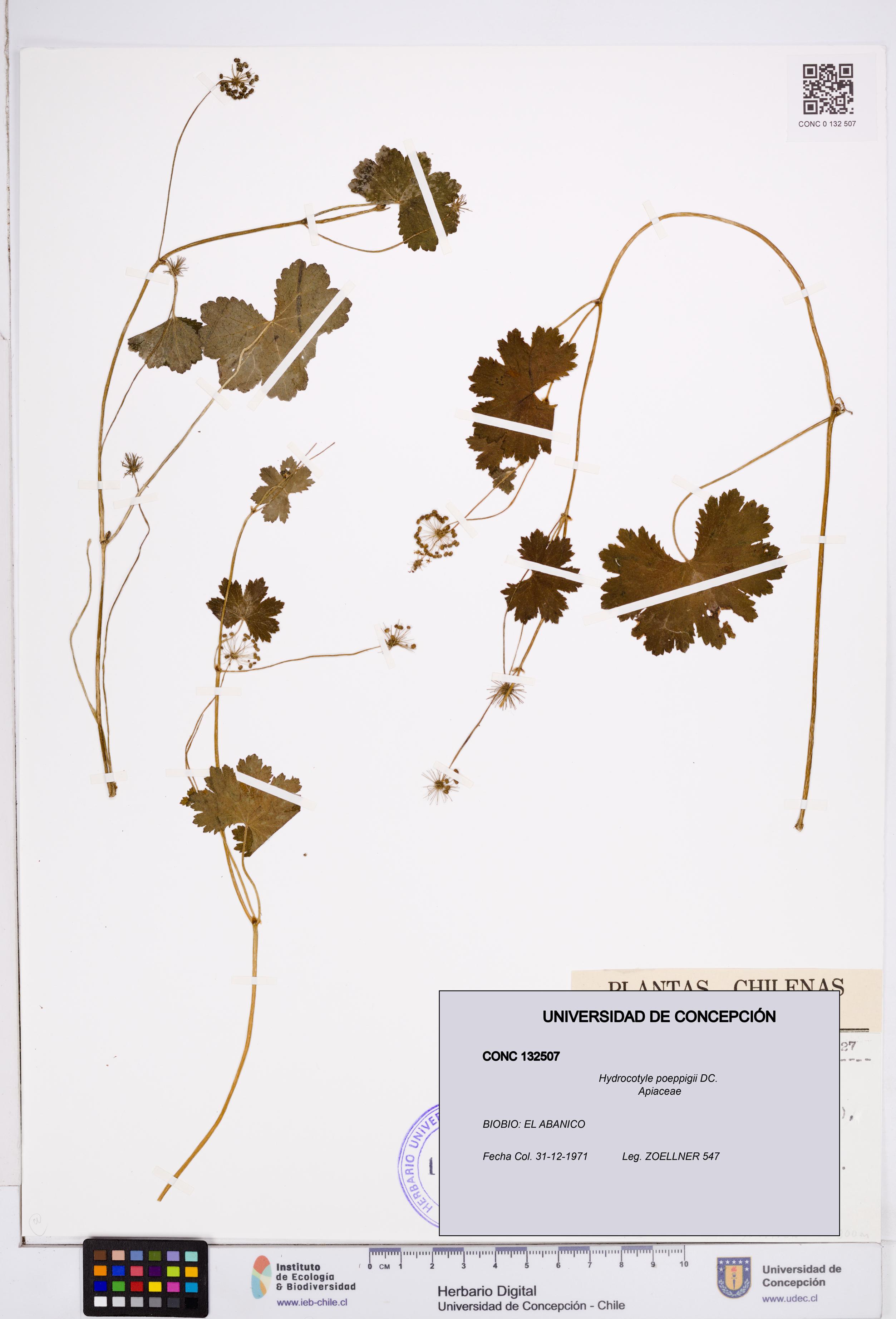Hydrocotyle poeppigii [Espécimen: ]