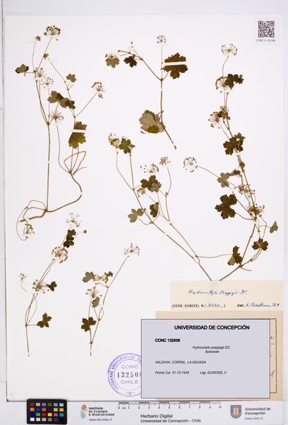 Hydrocotyle poeppigii [Espécimen: ]