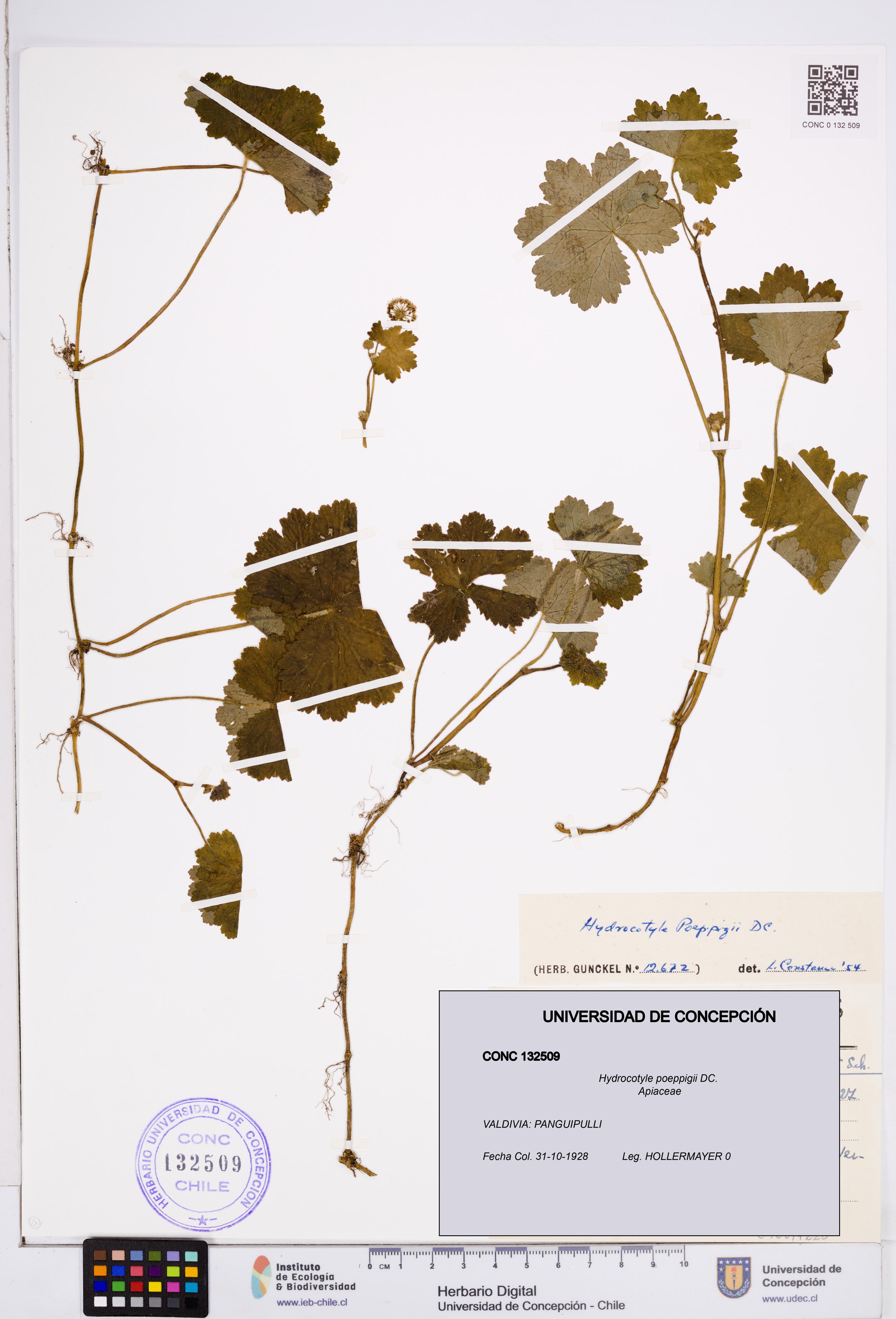 Hydrocotyle poeppigii [Espécimen: ]