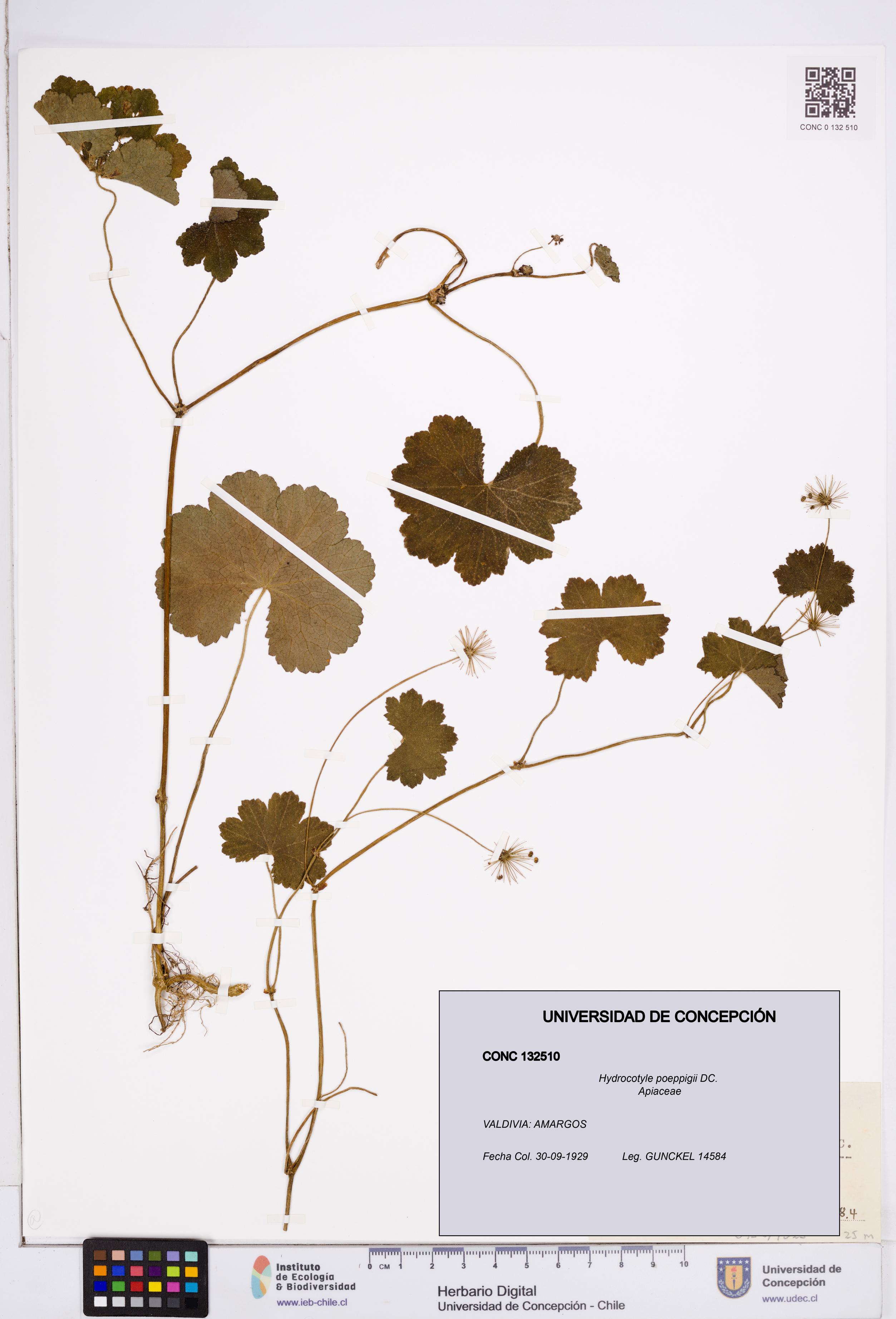 Hydrocotyle poeppigii [Espécimen: ]
