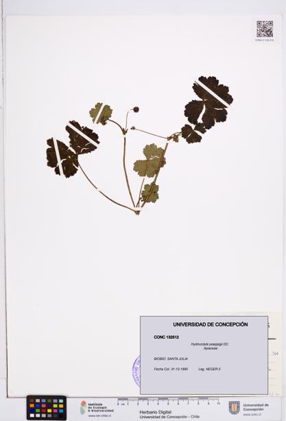 Hydrocotyle poeppigii [Espécimen: ]