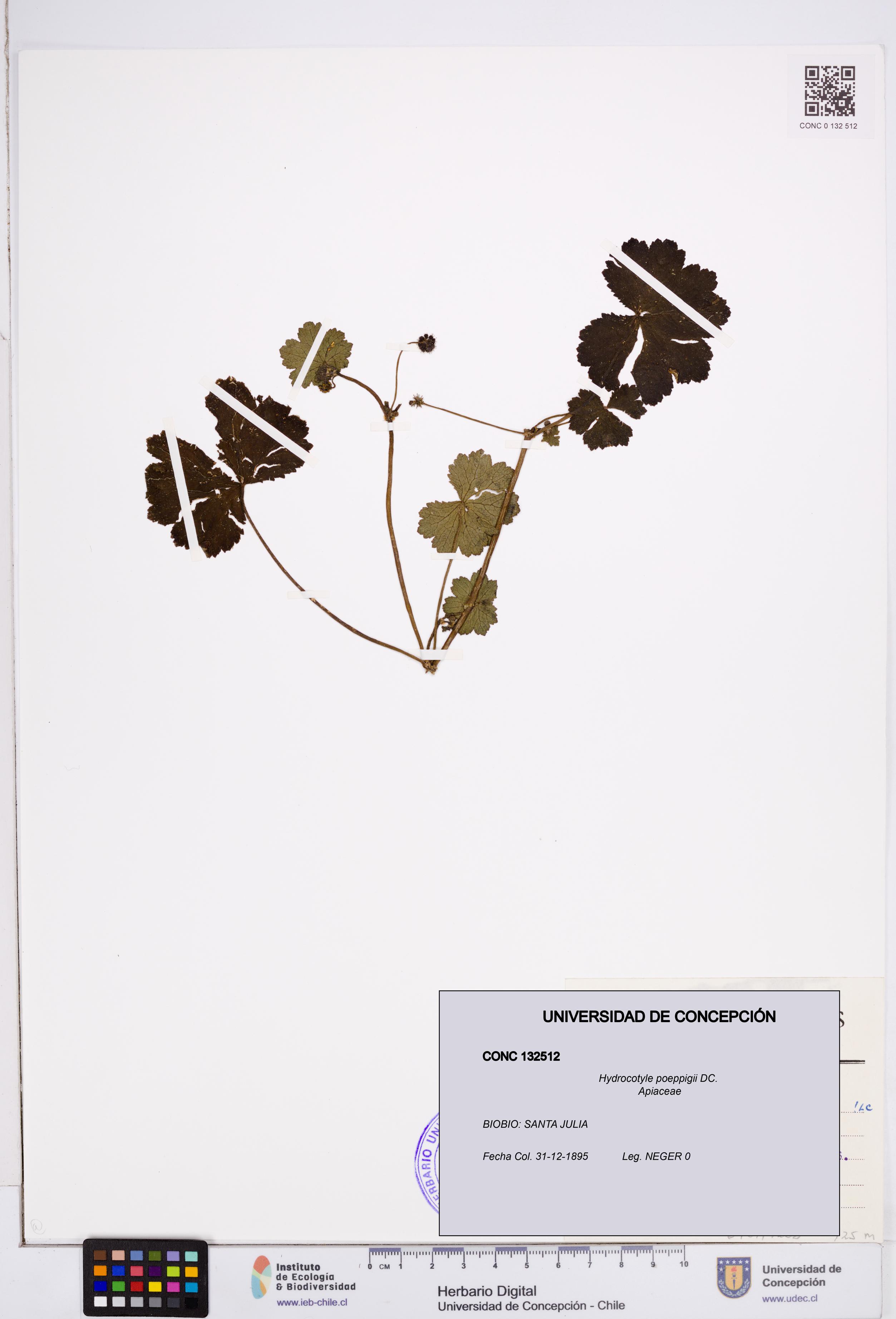 Hydrocotyle poeppigii [Espécimen: ]
