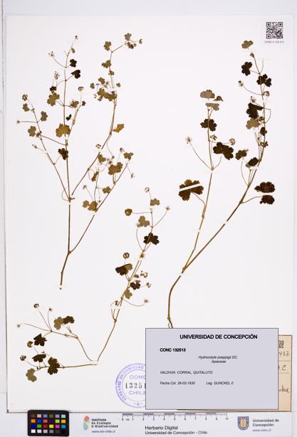 Hydrocotyle poeppigii [Espécimen: ]