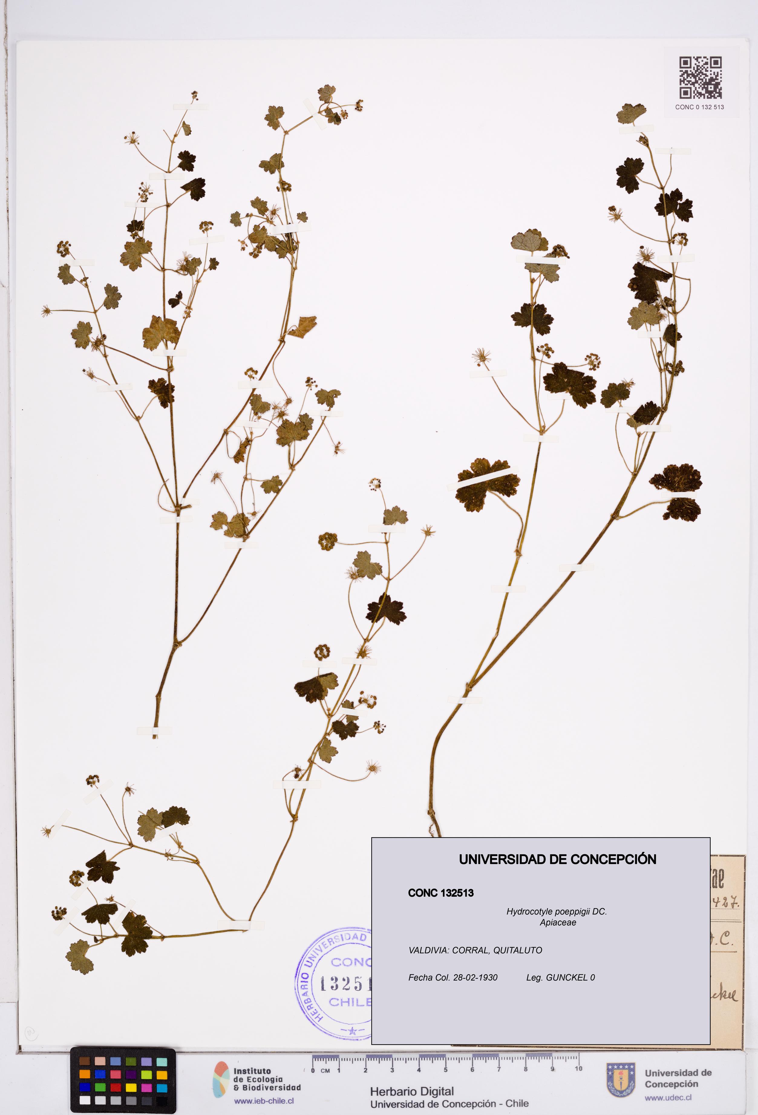 Hydrocotyle poeppigii [Espécimen: ]