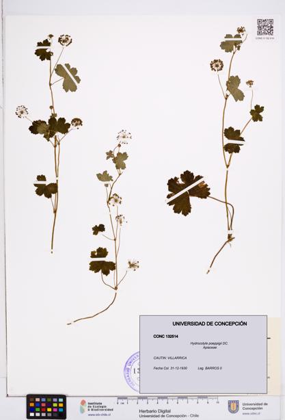 Hydrocotyle poeppigii [Espécimen: ]