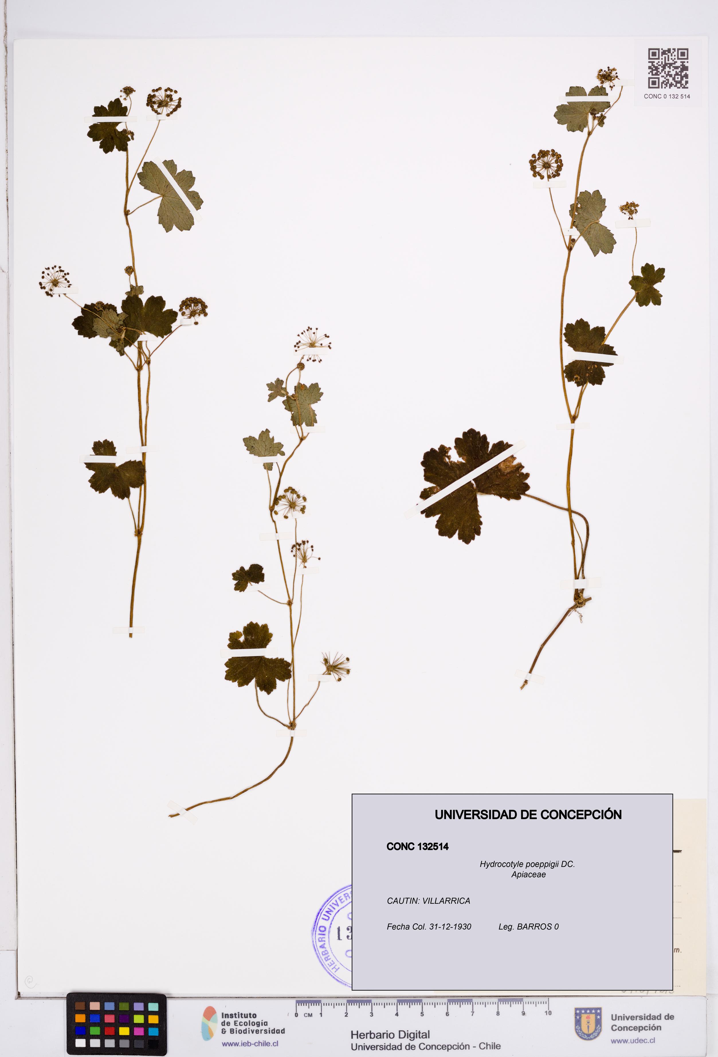 Hydrocotyle poeppigii [Espécimen: ]