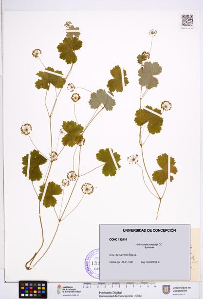 Hydrocotyle poeppigii [Espécimen: ]