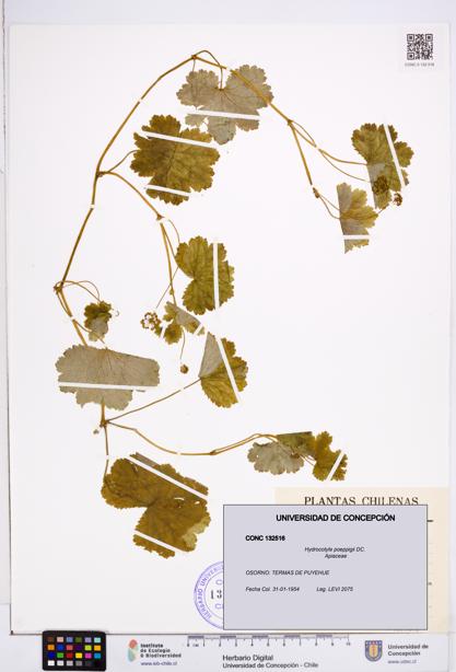 Hydrocotyle poeppigii [Espécimen: ]
