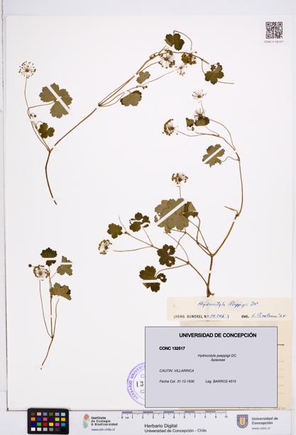 Hydrocotyle poeppigii [Espécimen: ]