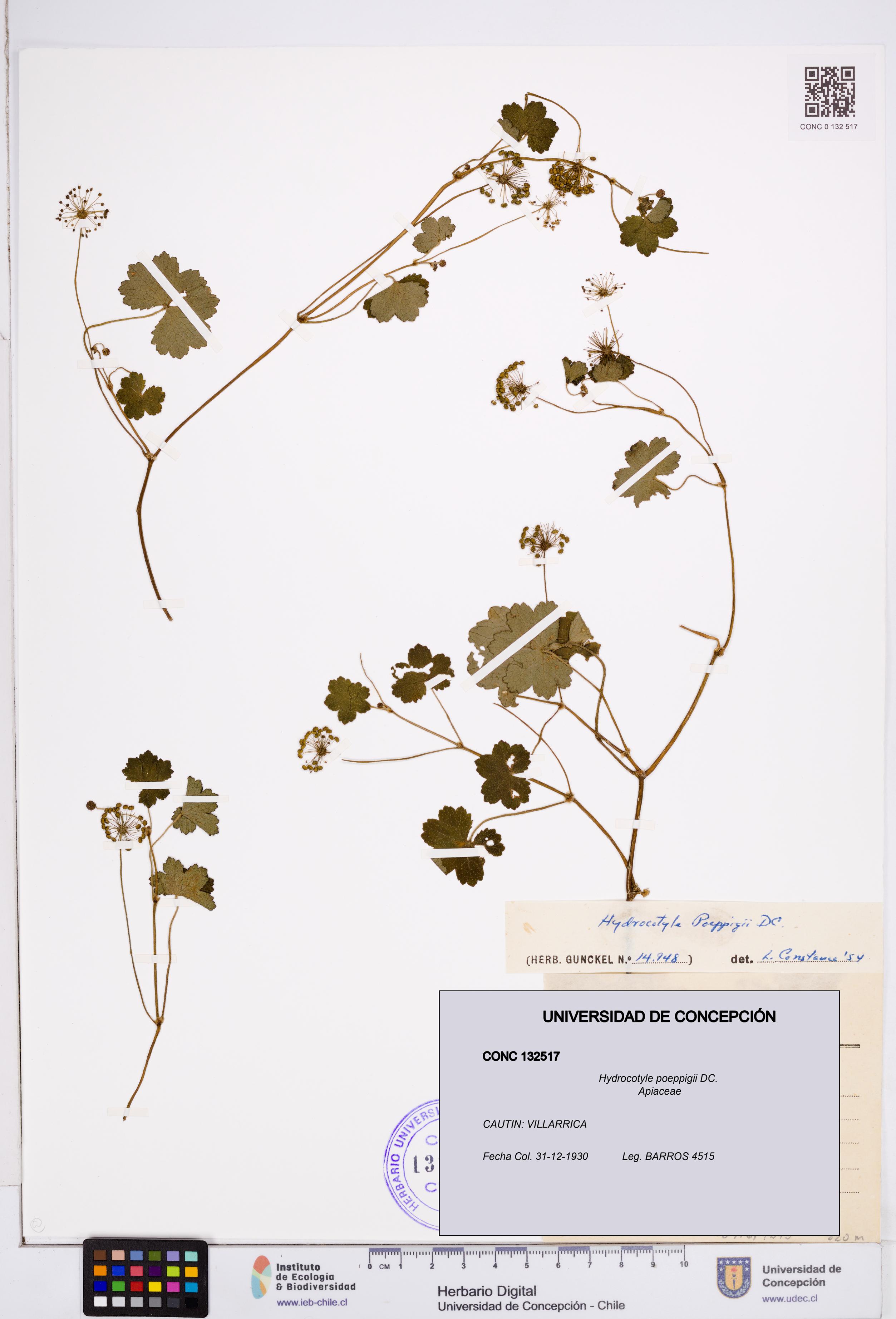 Hydrocotyle poeppigii [Espécimen: ]
