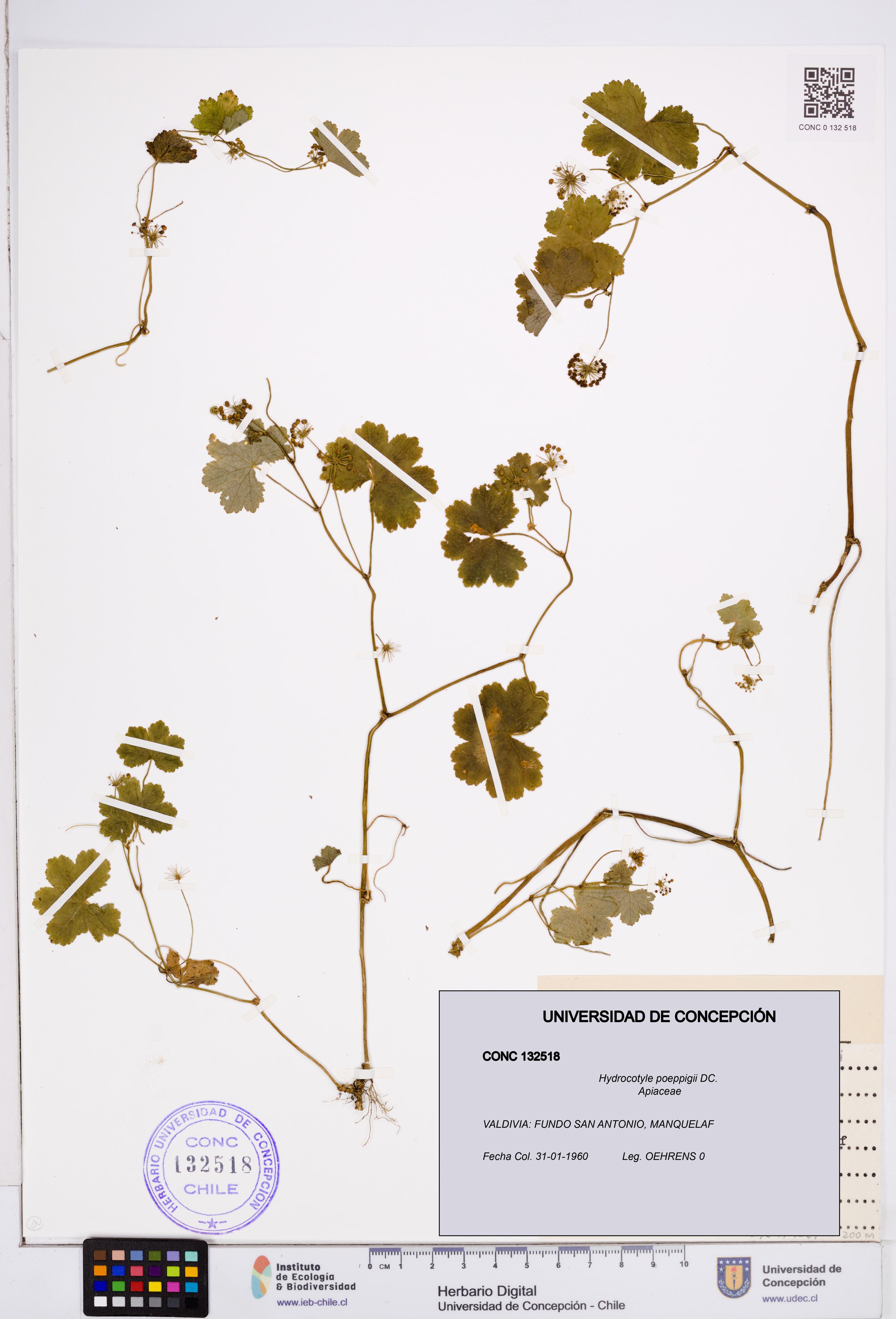 Hydrocotyle poeppigii [Espécimen: ]