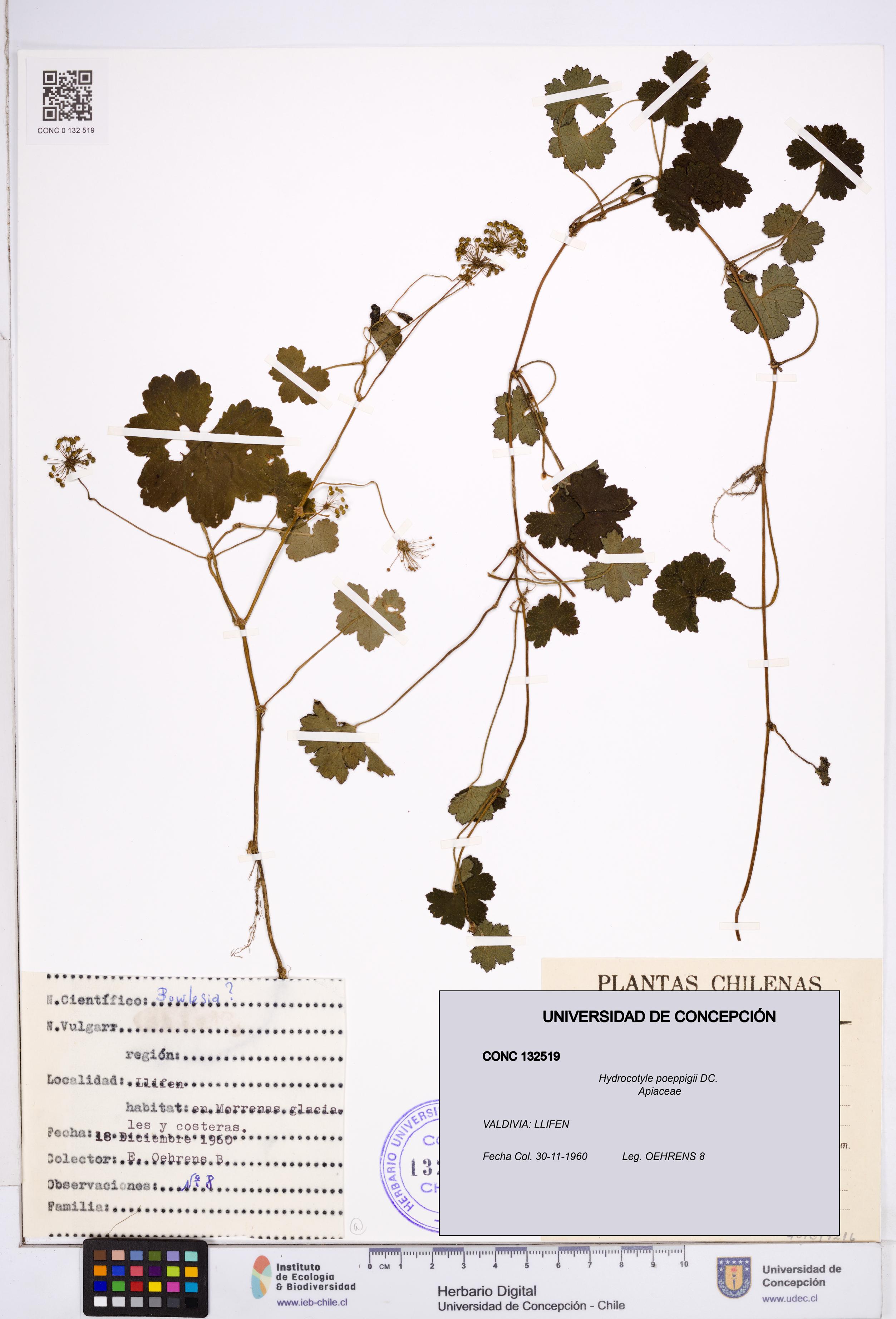Hydrocotyle poeppigii [Espécimen: ]