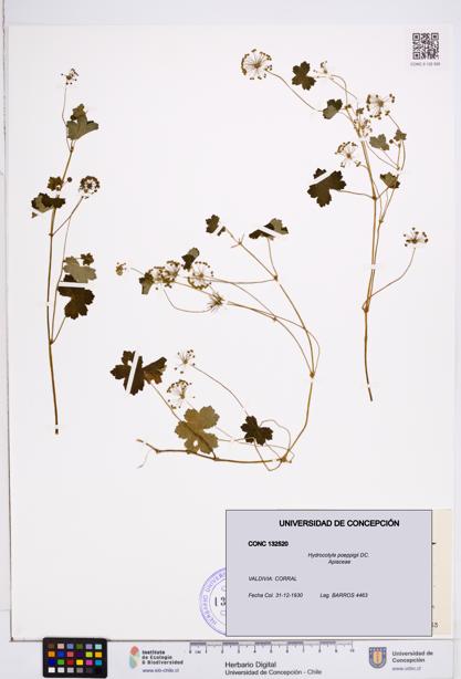Hydrocotyle poeppigii [Espécimen: ]