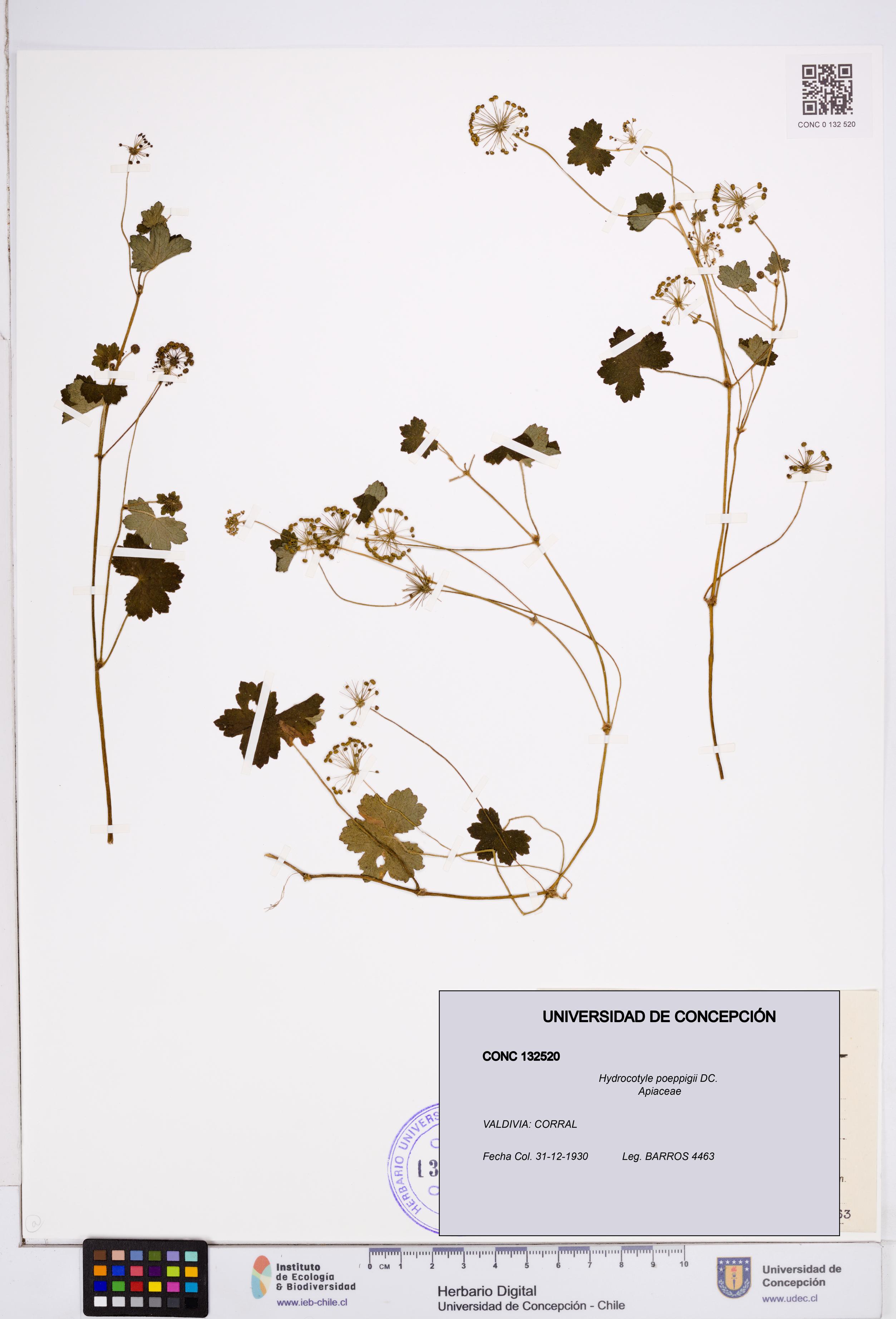 Hydrocotyle poeppigii [Espécimen: ]