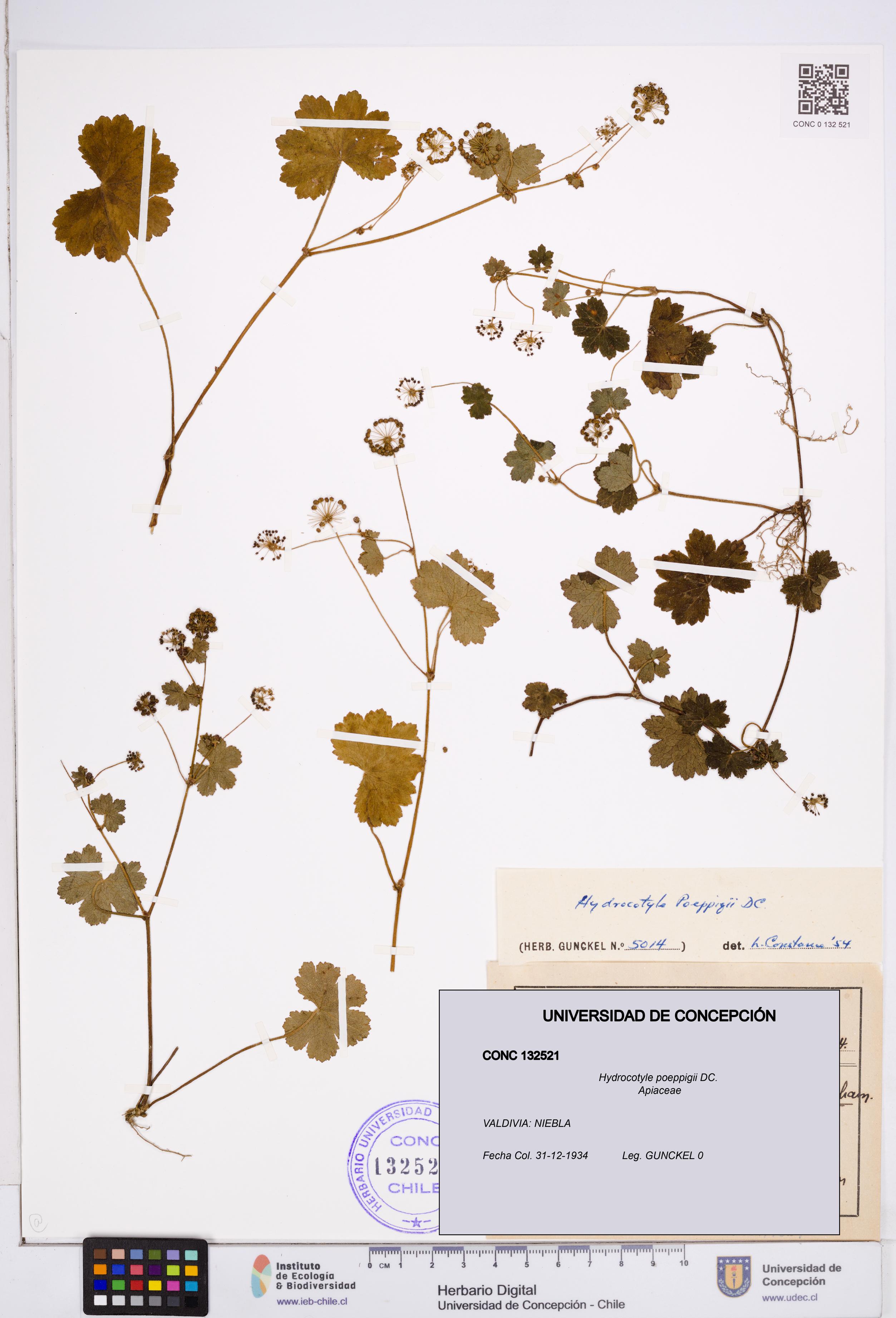 Hydrocotyle poeppigii [Espécimen: ]