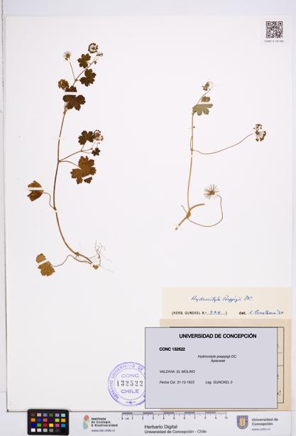 Hydrocotyle poeppigii [Espécimen: ]