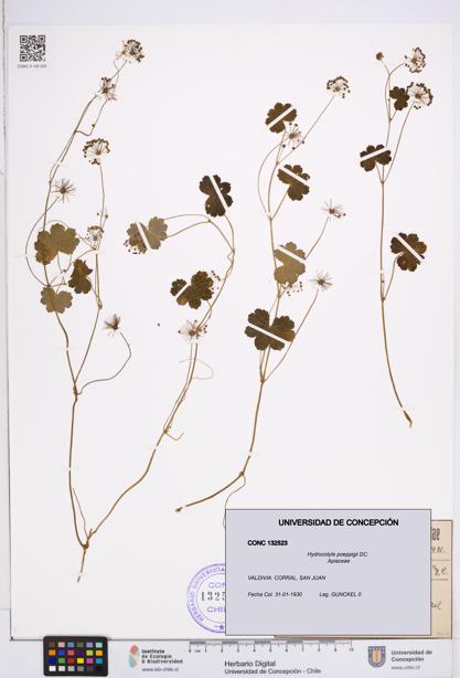 Hydrocotyle poeppigii [Espécimen: ]
