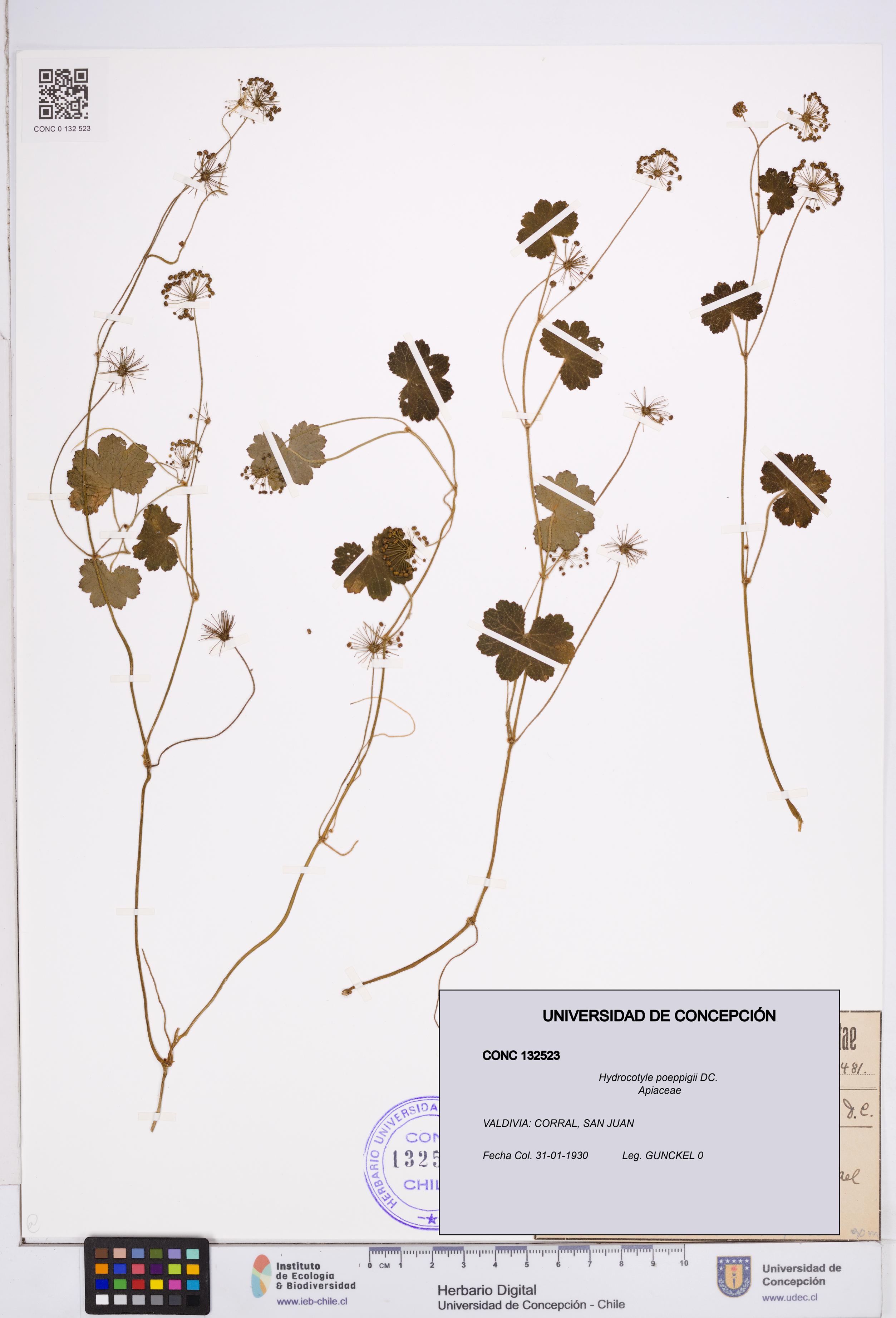 Hydrocotyle poeppigii [Espécimen: ]