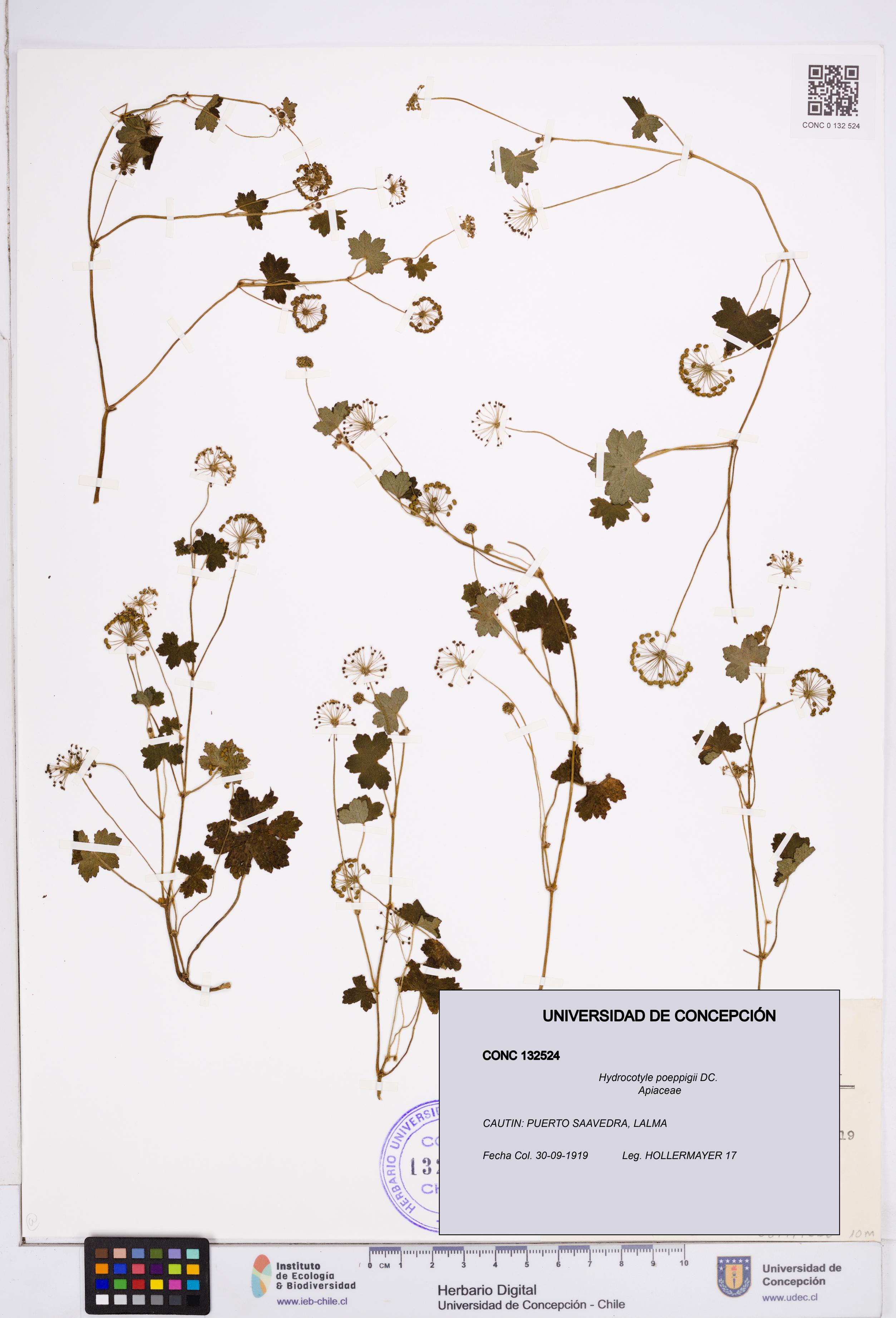 Hydrocotyle poeppigii [Espécimen: ]