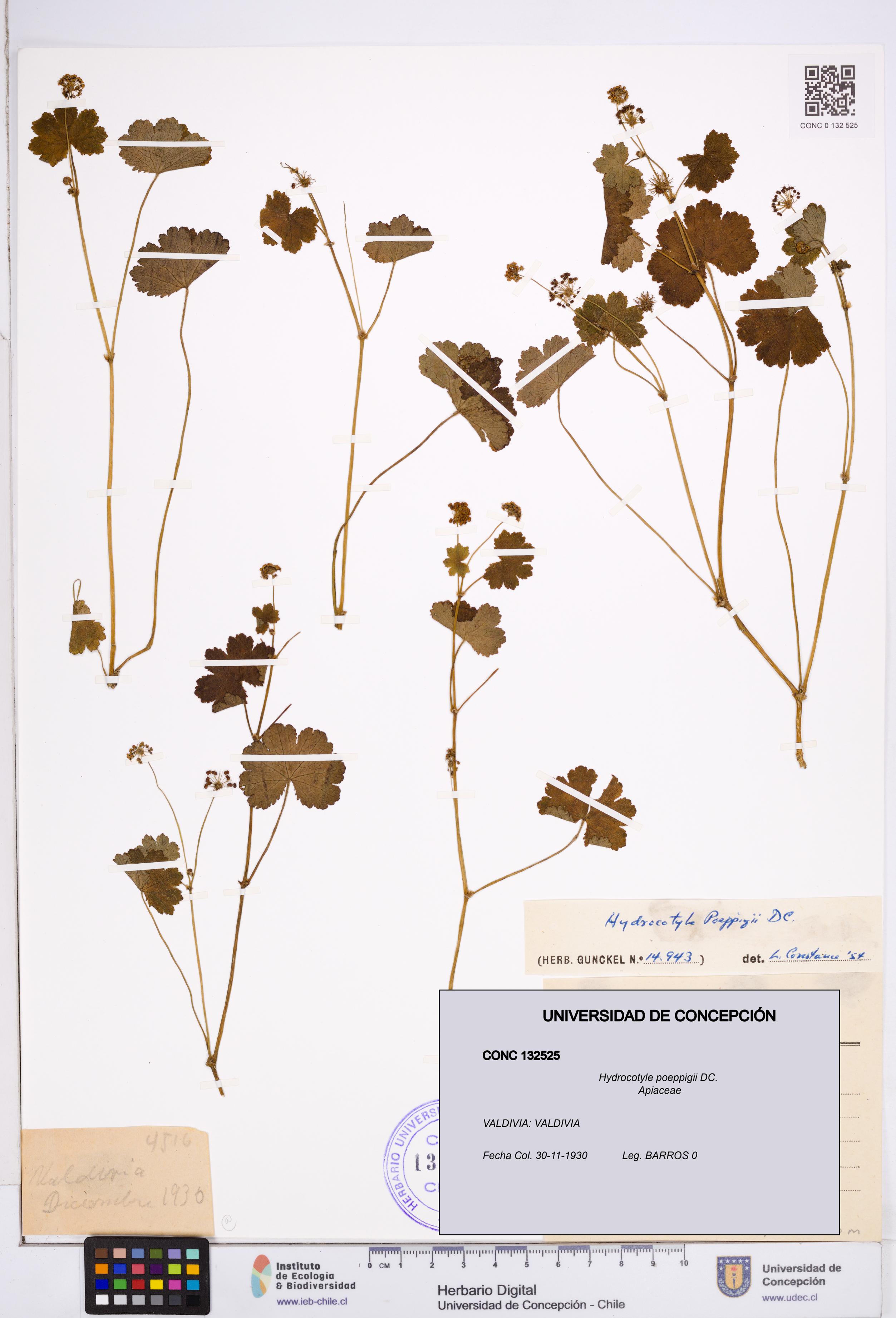 Hydrocotyle poeppigii [Espécimen: ]